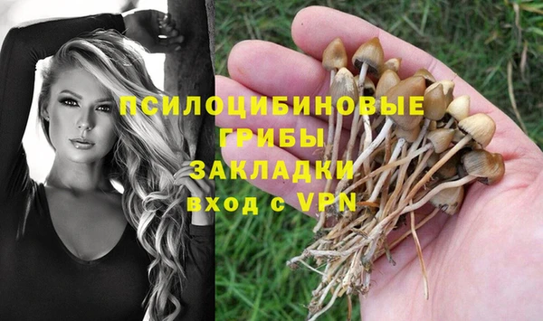 прущие грибы Медвежьегорск
